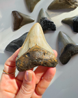 Megalodon Tooth