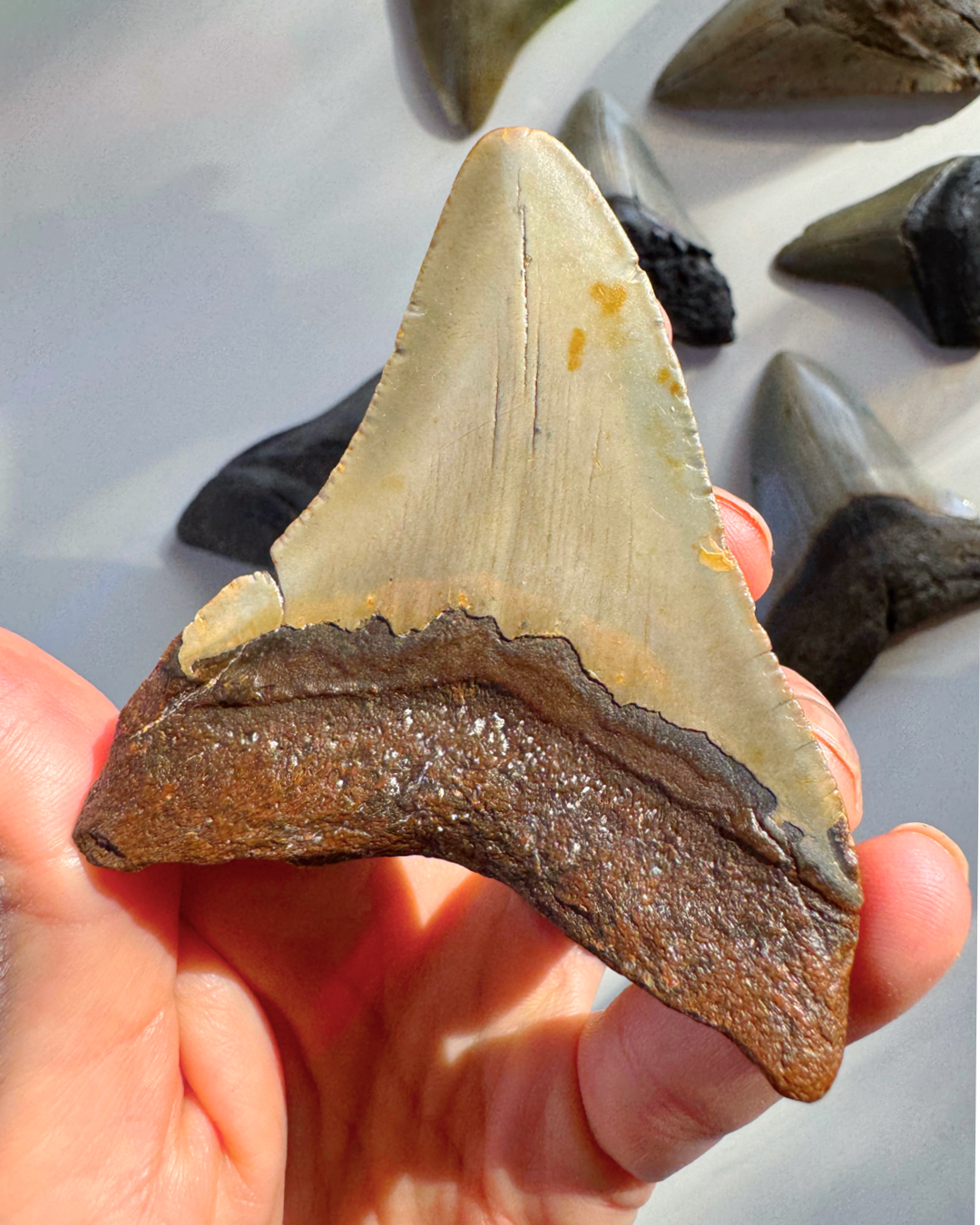 Megalodon Tooth - Baltic Mermaid