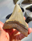 Megalodon Tooth