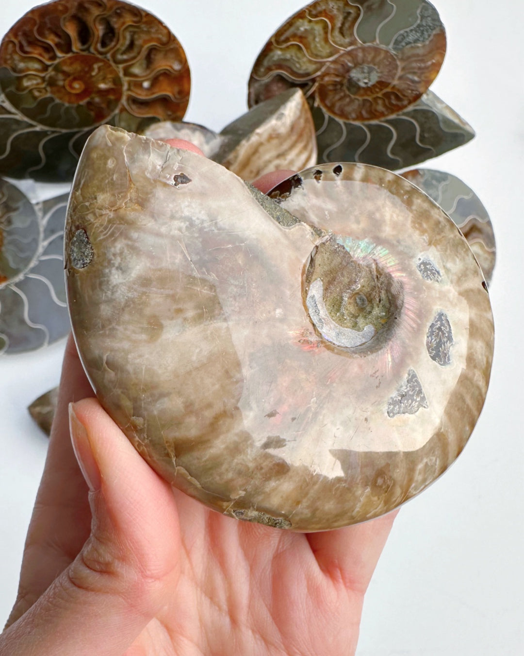 Red Ammonite Fossil