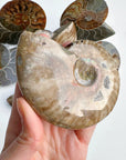 Red Ammonite Fossil