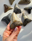 Megalodon Tooth