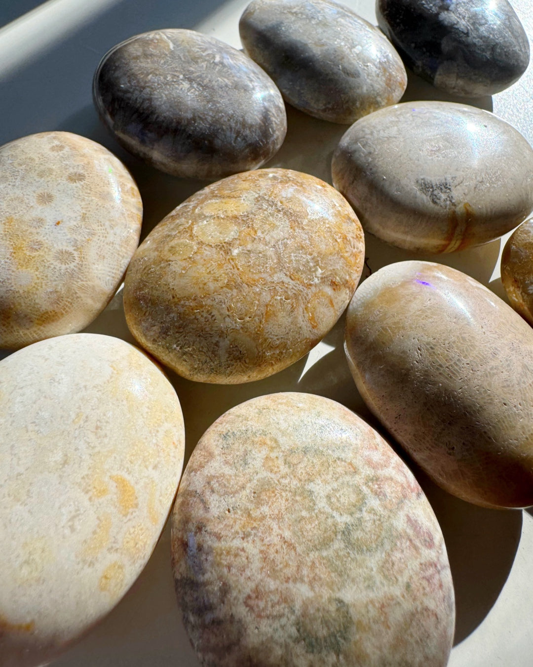 Fossil Coral Agate Palm Stones