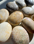 Fossil Coral Agate Palm Stones