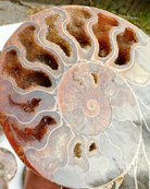 Blue Ammonite Fossil Pair - Baltic Mermaid