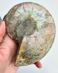 Blue Ammonite Fossil Pair