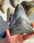 Megalodon Tooth