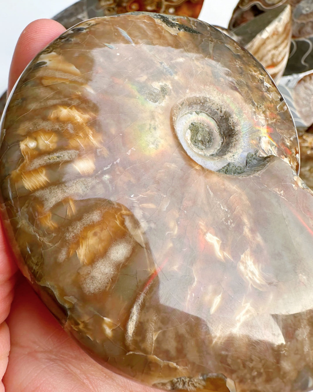 Red Ammonite Fossil