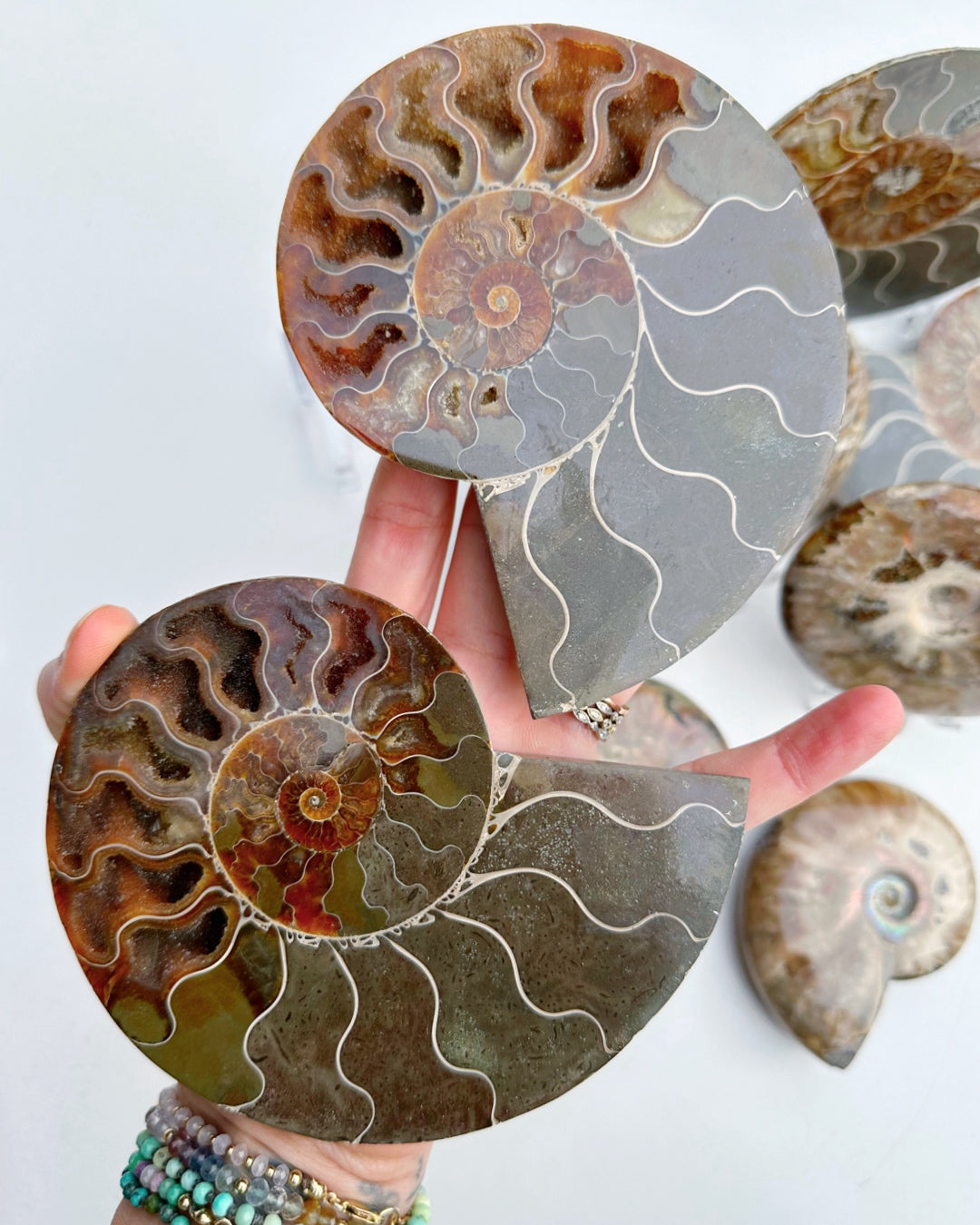 Blue Ammonite Fossil Pair