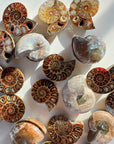 Ammonite Fossil Pairs