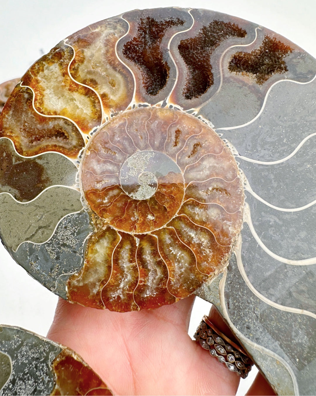 Blue Ammonite Fossil Pair