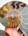 Blue Ammonite Fossil Pair