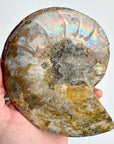 Blue Ammonite Fossil Pair