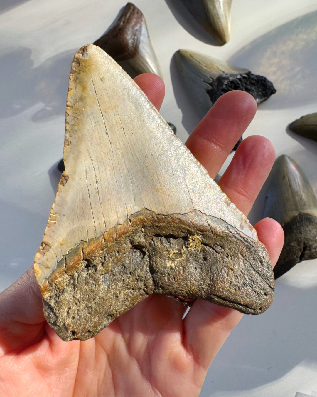 Megalodon Tooth - Baltic Mermaid