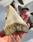 Megalodon Tooth