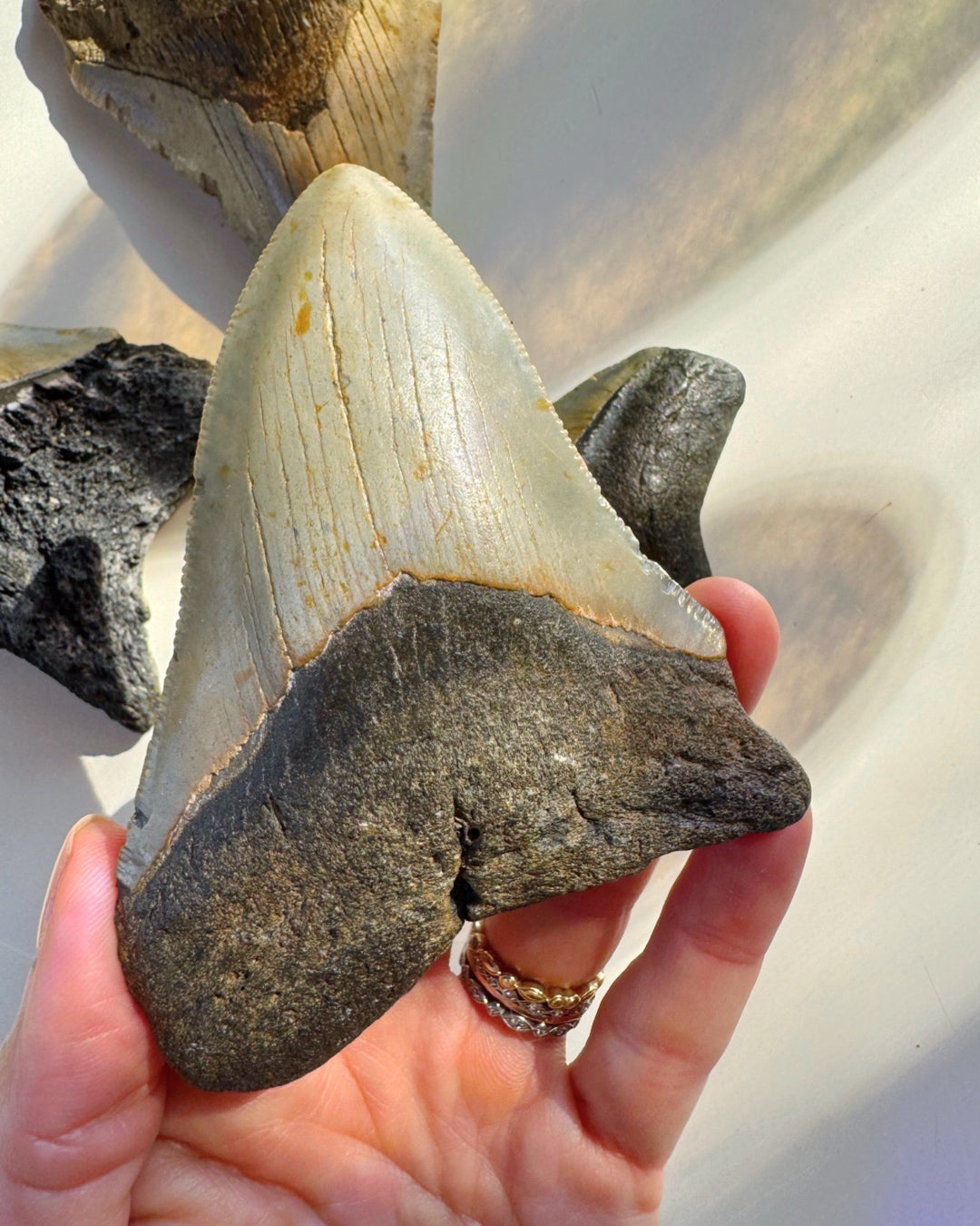 Megalodon Tooth - Baltic Mermaid