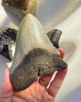 Megalodon Tooth