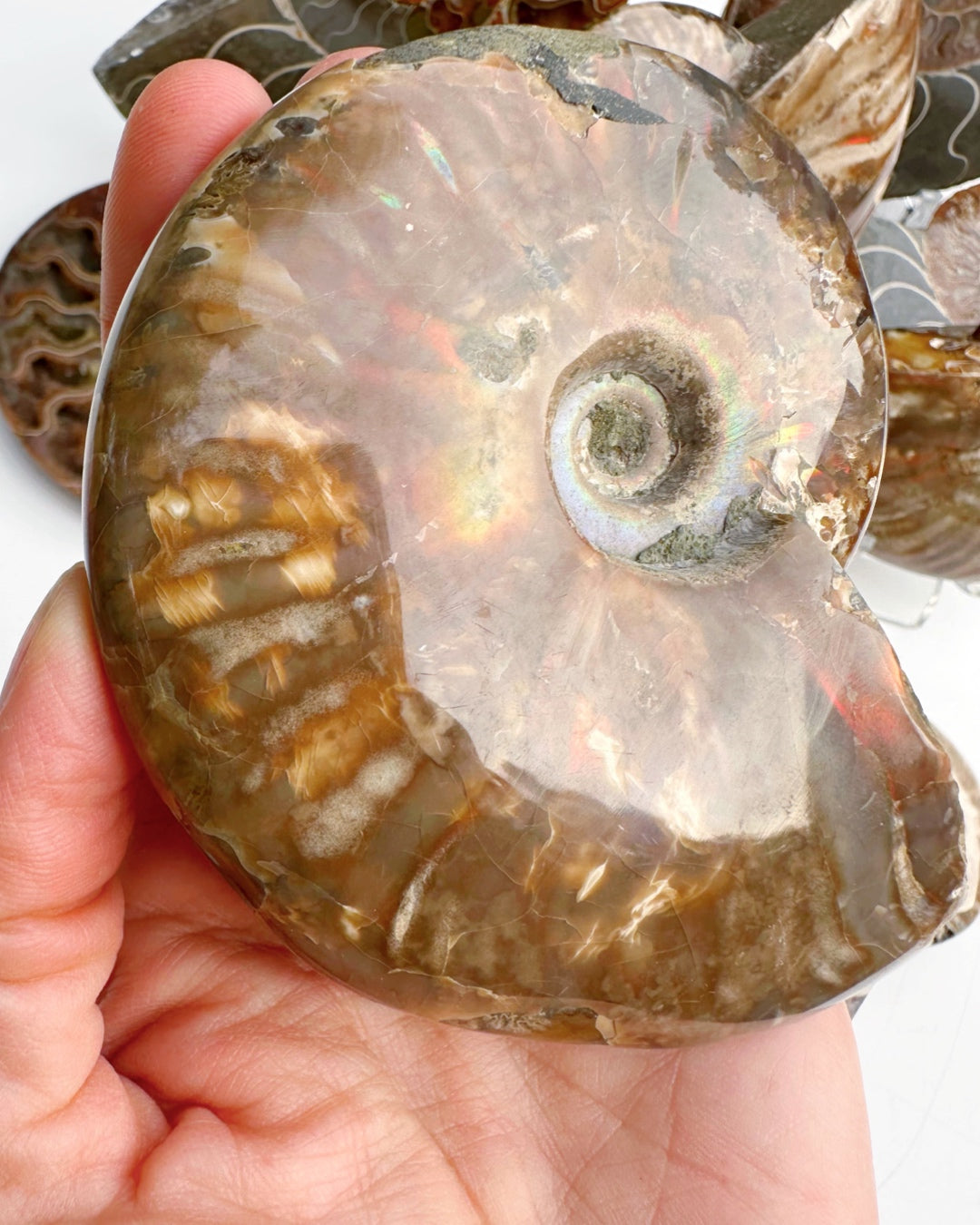 Red Ammonite Fossil