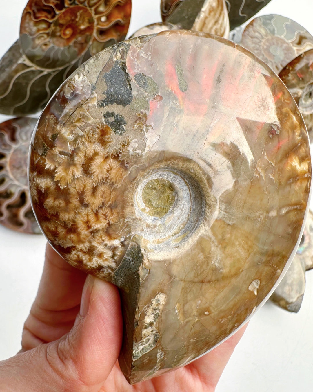 Red Ammonite Fossil