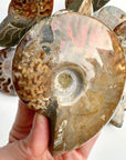 Red Ammonite Fossil