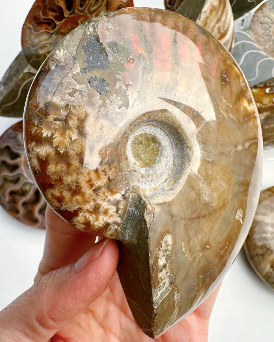 Red Ammonite Fossil