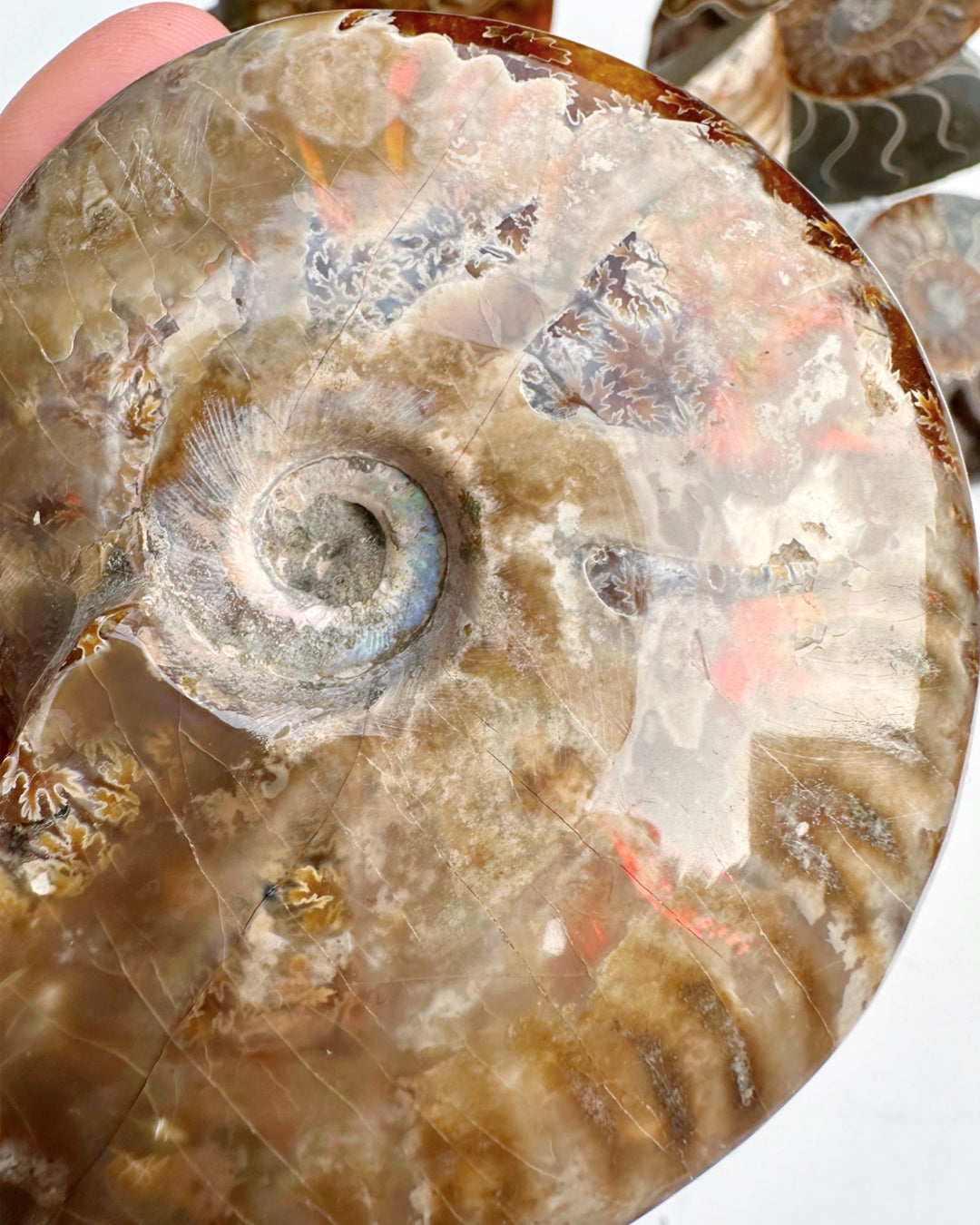 Red Ammonite Fossil