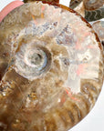 Red Ammonite Fossil