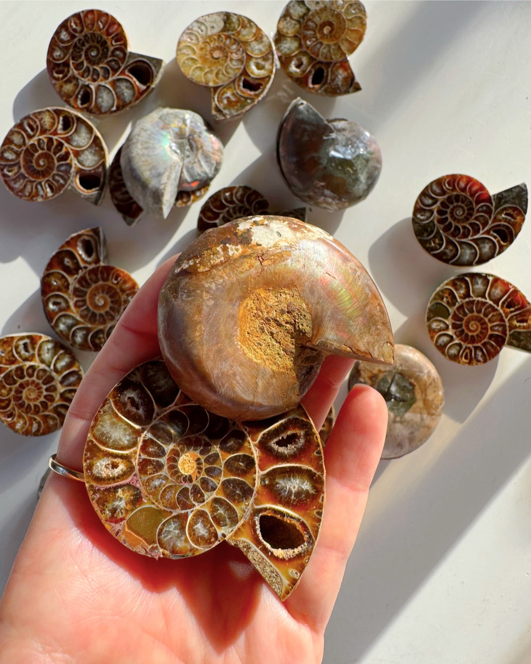 Ammonite Fossil Pairs - Baltic Mermaid