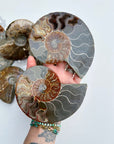 Blue Ammonite Fossil Pair