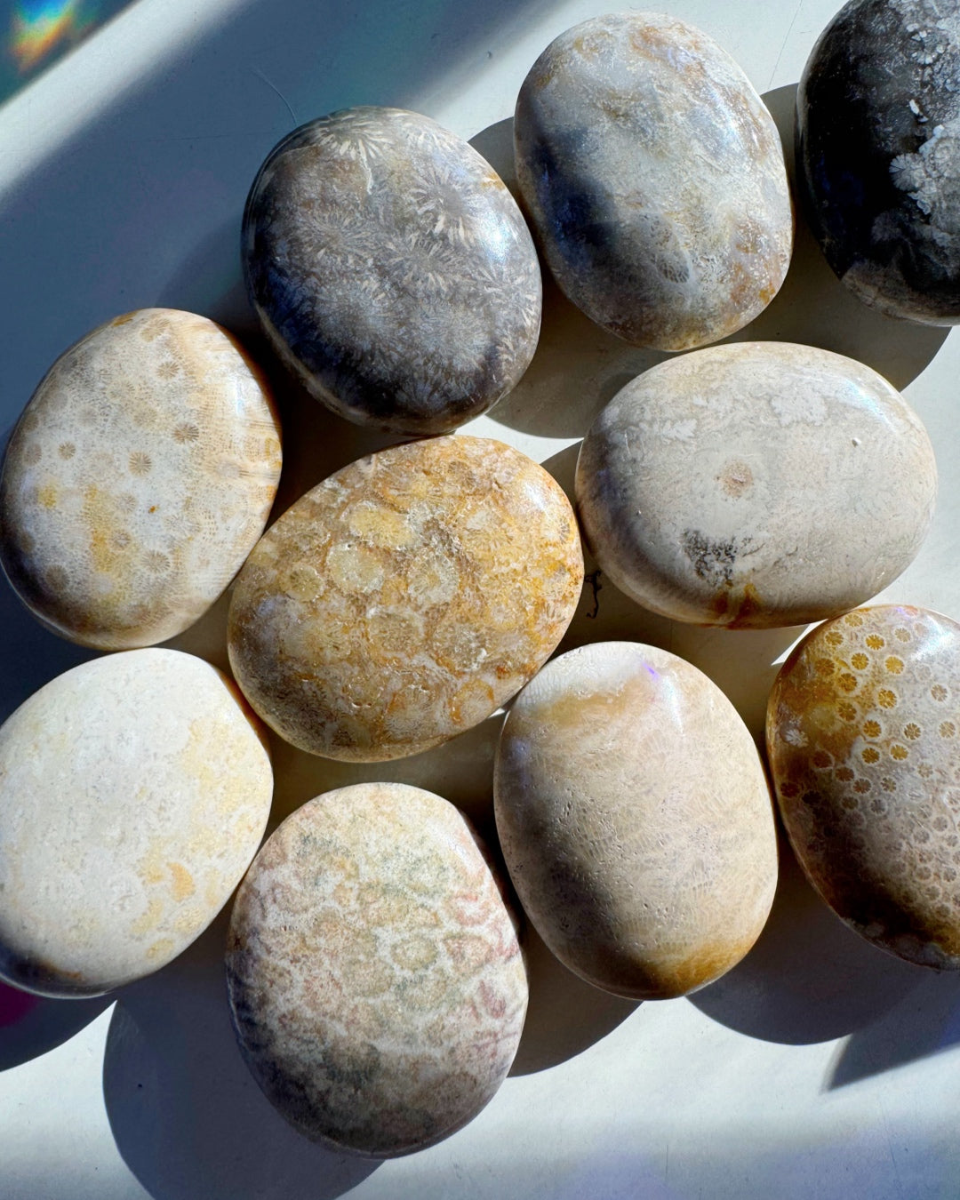 Fossil Coral Agate Palm Stones