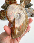 Red Ammonite Fossil