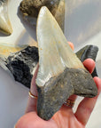 Megalodon Tooth