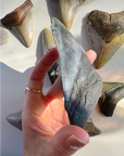 Megalodon Tooth