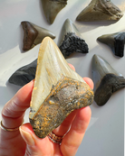 Megalodon Tooth - Baltic Mermaid