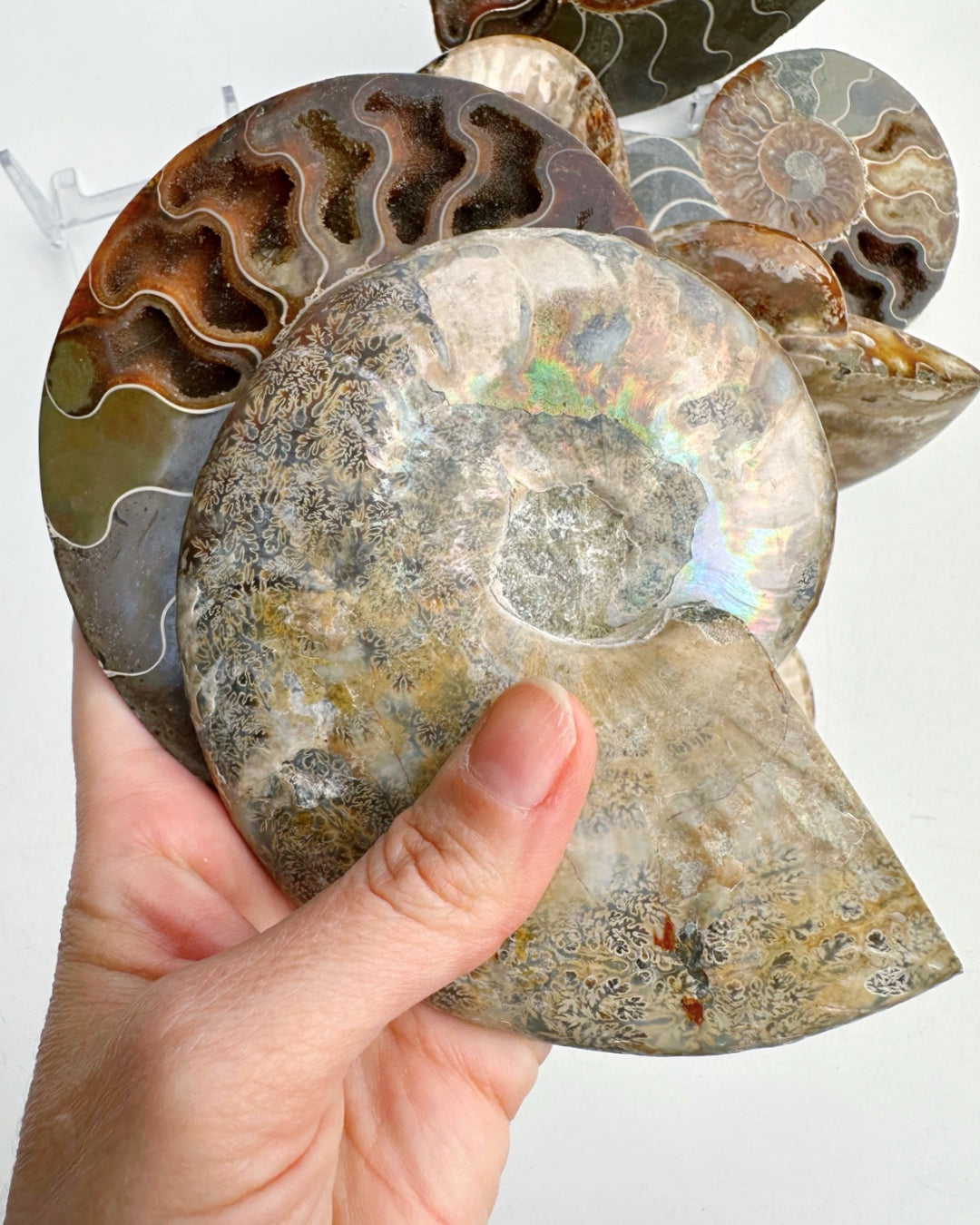 Blue Ammonite Fossil Pair