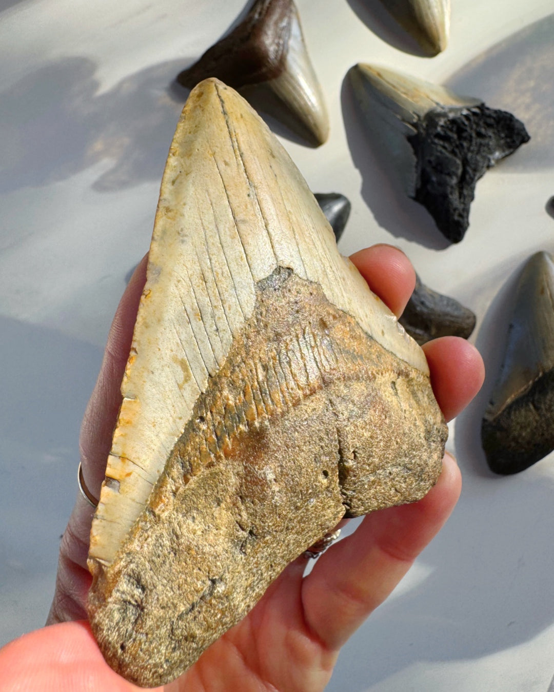 Megalodon Tooth - Baltic Mermaid