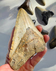 Megalodon Tooth