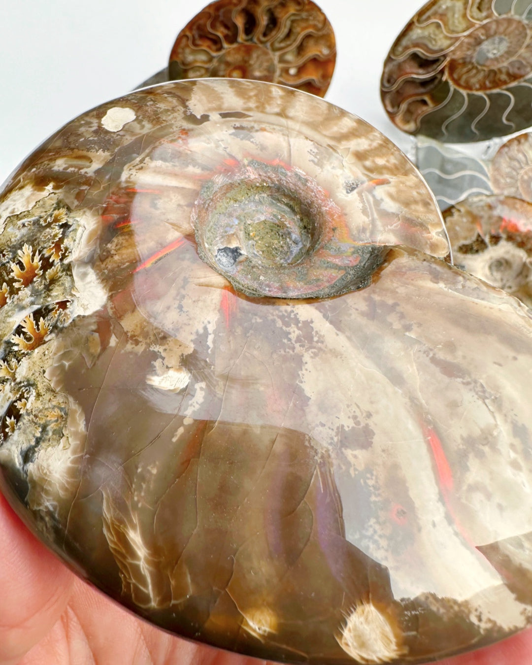 Red Ammonite Fossil - Baltic Mermaid