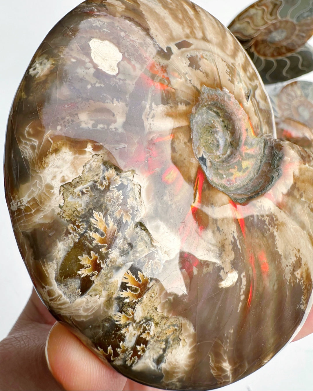 Red Ammonite Fossil