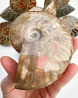 Red Ammonite Fossil