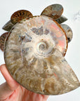 Red Ammonite Fossil