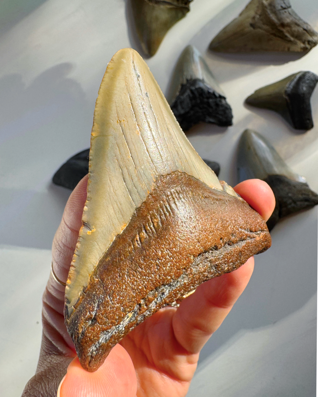 Megalodon Tooth - Baltic Mermaid