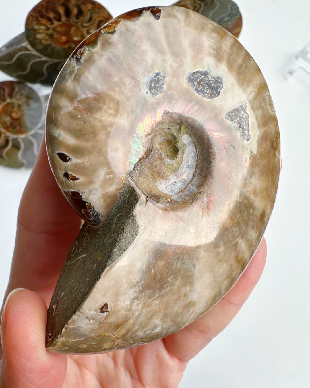 Red Ammonite Fossil