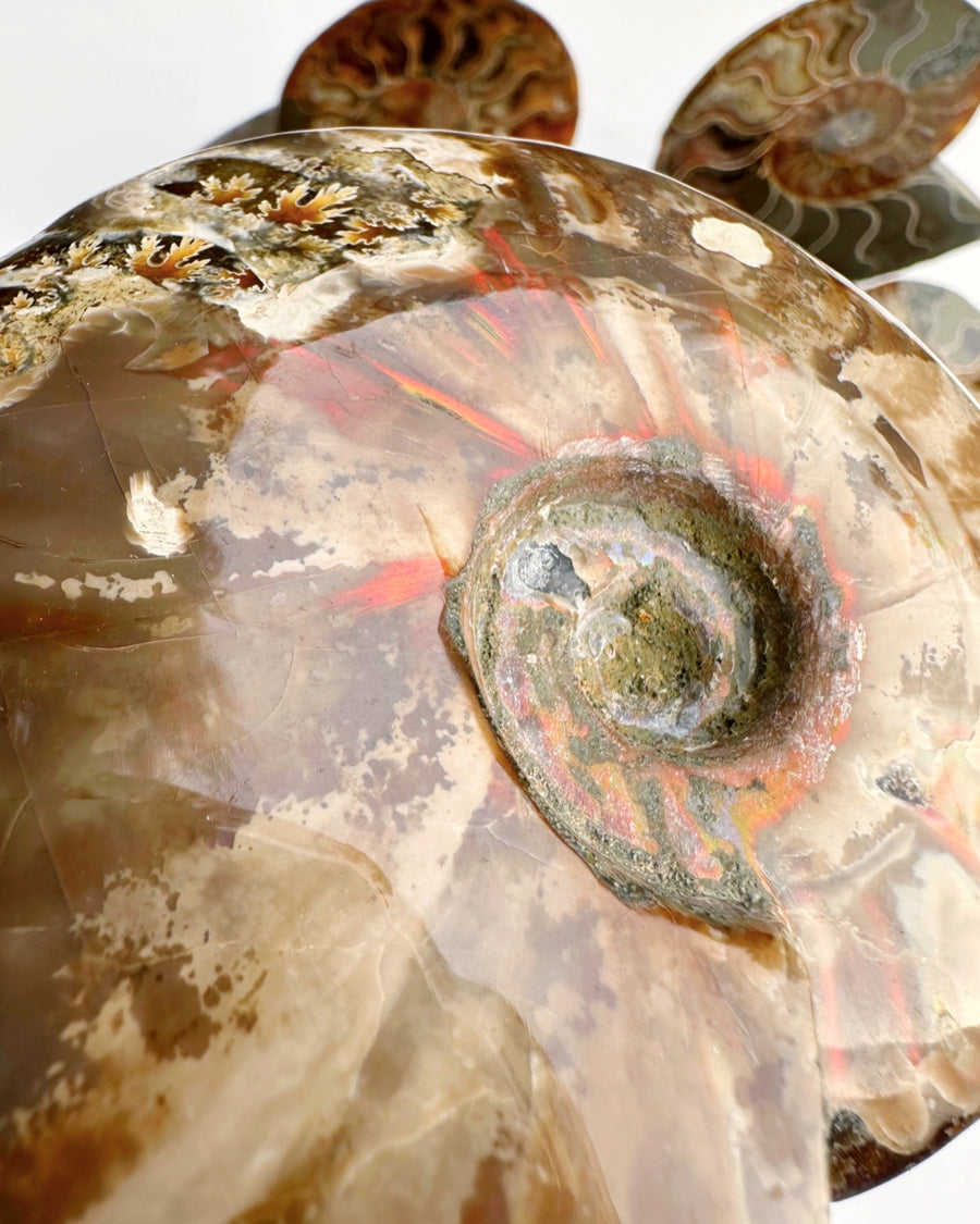Red Ammonite Fossil