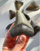 Megalodon Tooth - Baltic Mermaid