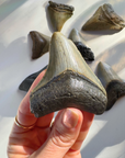 Megalodon Tooth