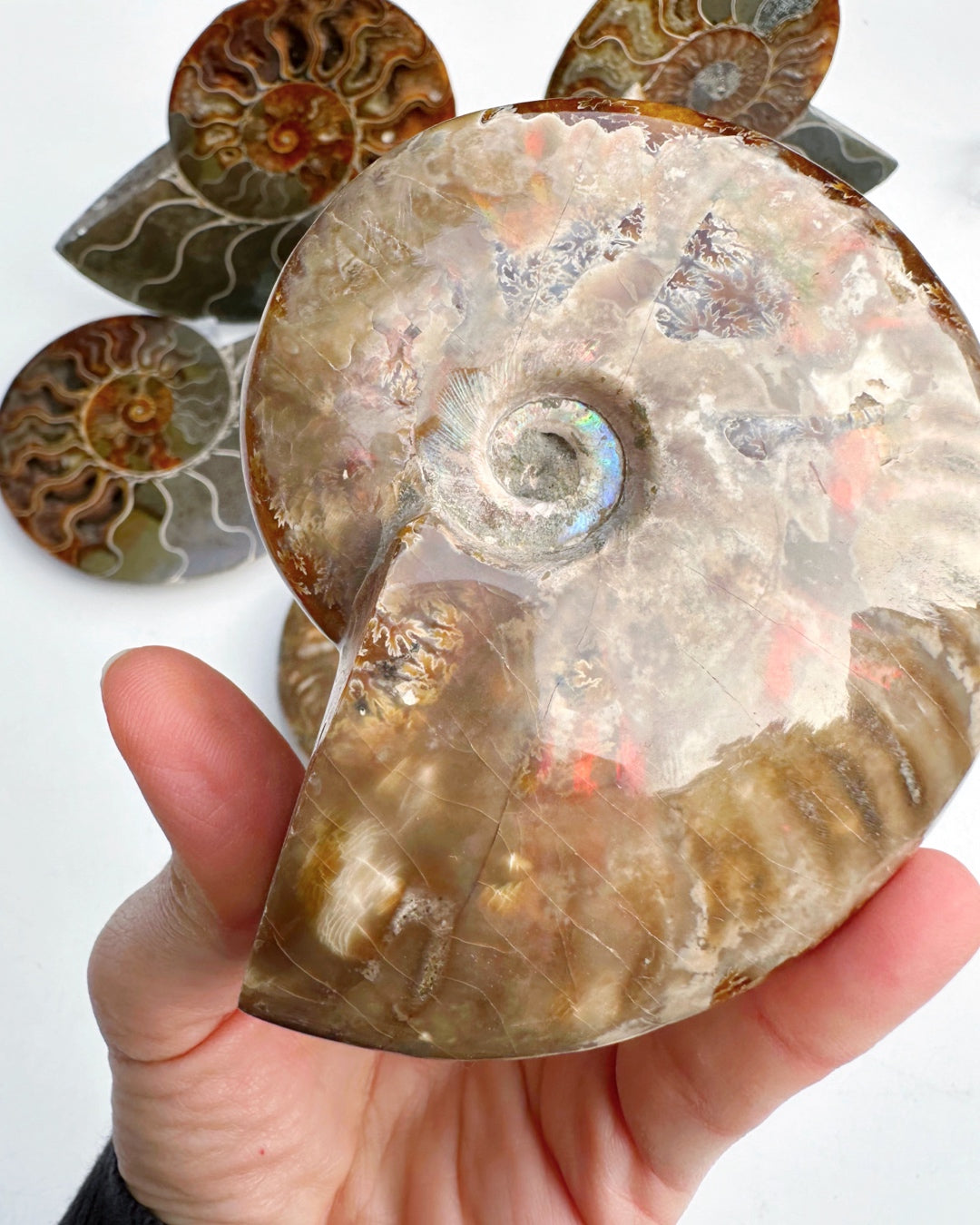 Red Ammonite Fossil