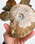 Red Ammonite Fossil