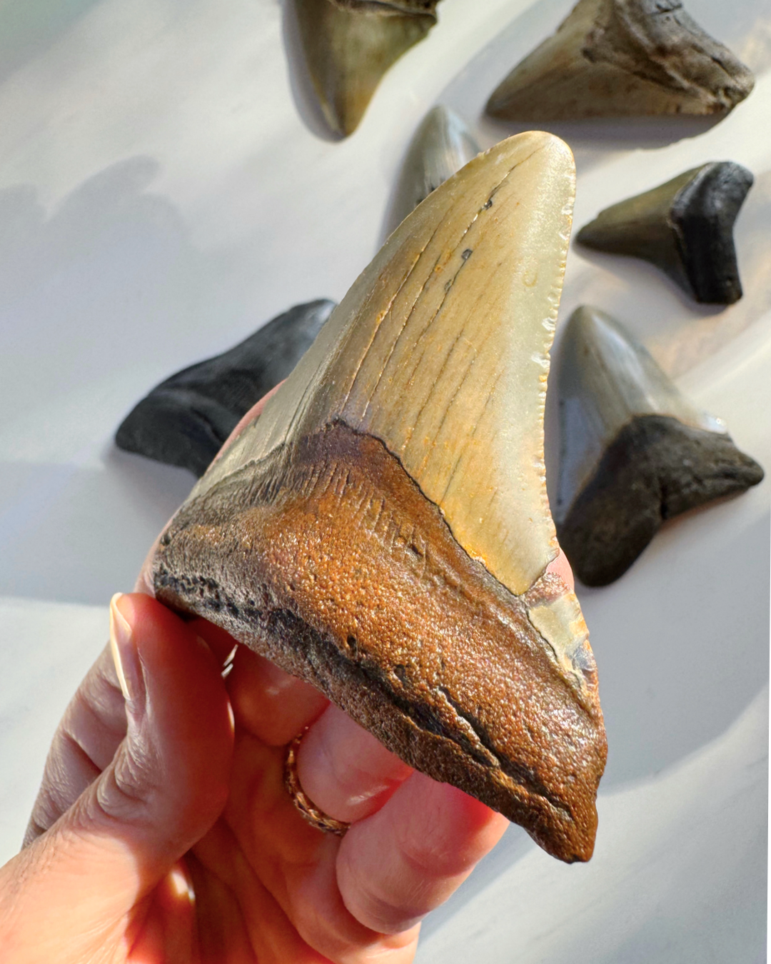 Megalodon Tooth - Baltic Mermaid