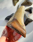 Megalodon Tooth